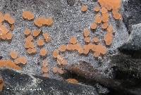 Media resource of Pyronema domesticum