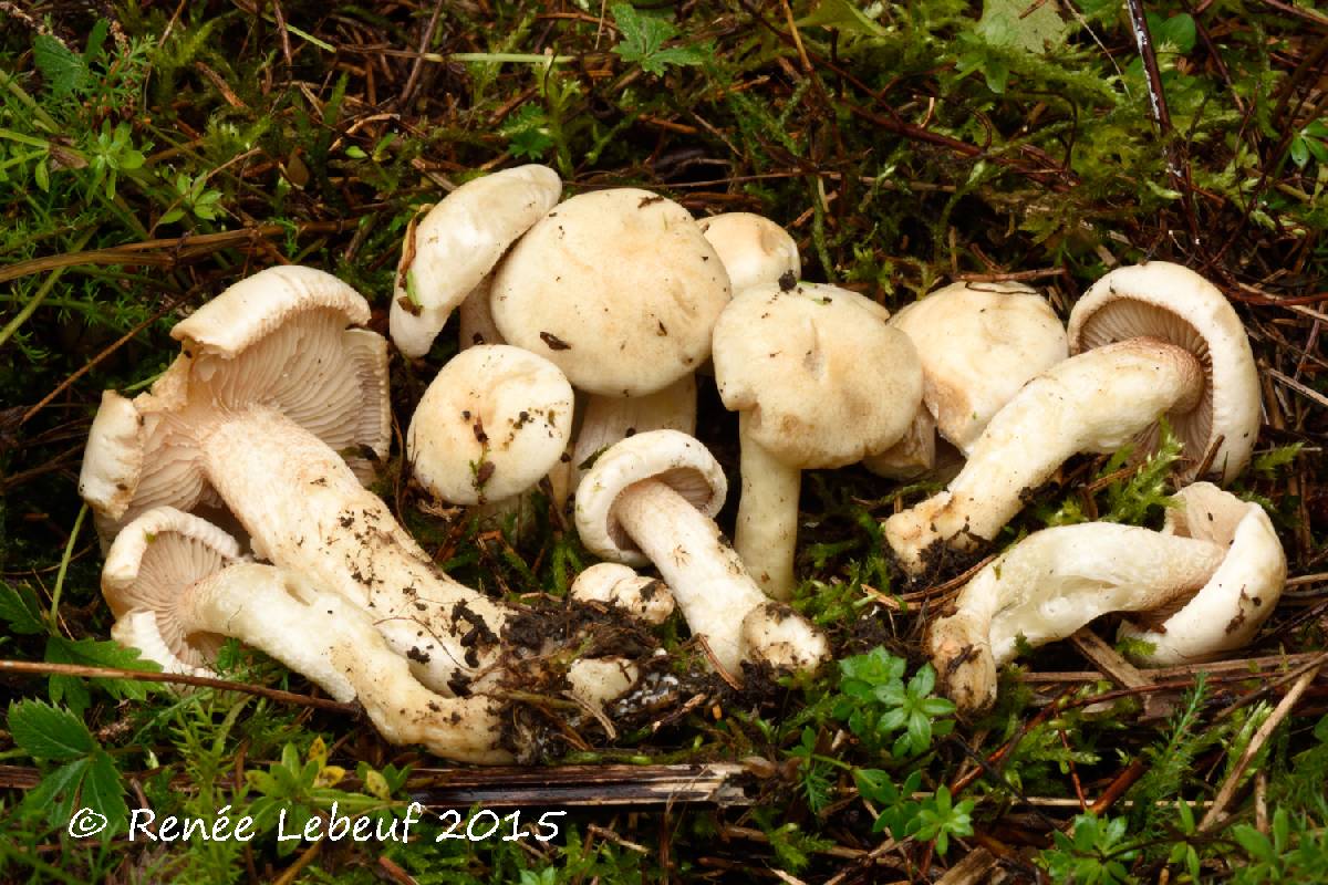 Hebeloma eburneum image