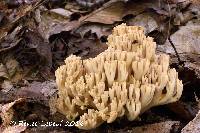 Media resource of Ramaria acrisiccescens