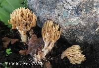Media resource of Ramaria eumorpha