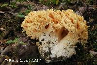 Media resource of Ramaria flavescens