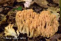 Media resource of Ramaria flavigelatinosa