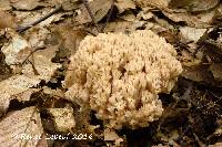 Media resource of Ramaria varians