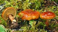 Media resource of Suillus glandulosus
