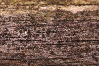 Media resource of Berkleasmium conglobatum