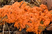 Media resource of Byssonectria terrestris