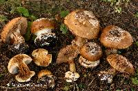 Media resource of Cortinarius elotoides