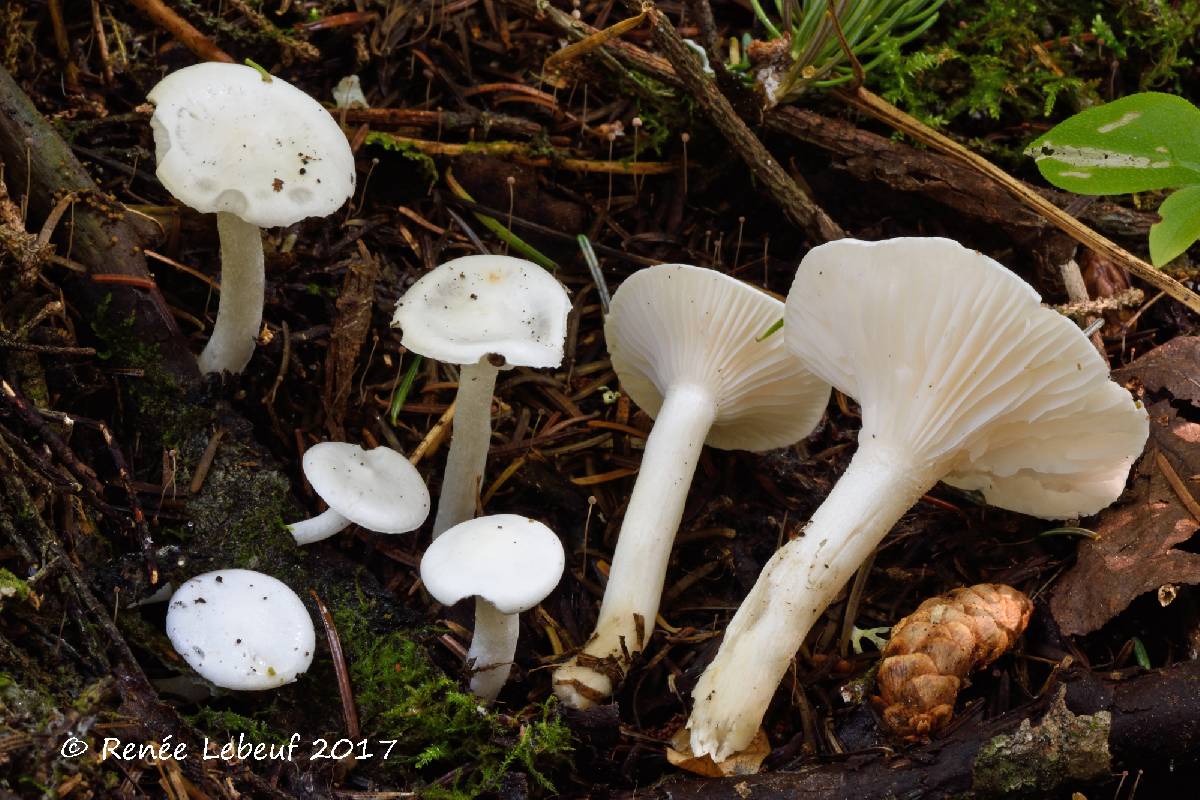 Hygrophorus piceae image