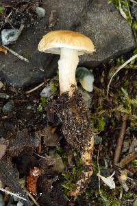 Media resource of Hypholoma radicosum