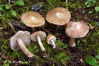 Thumbnail image of current specimen