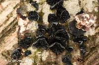 Media resource of Resupinatus alboniger