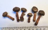 Tulostoma fimbriatum image