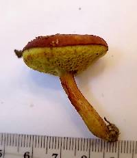 Media resource of Xerocomus illudens
