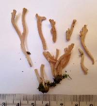 Media resource of Clavaria rubicundula