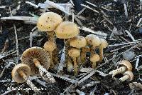 Agrocybe pediades image