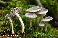 Media resource of Hygrocybe canescens