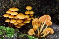 Mycena leaiana image