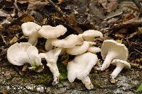 Media resource of Pleurotus pulmonarius