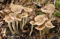 Entoloma sericatum image