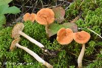 Hydnum umbilicatum image
