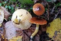 Hygrophorus boyeri image