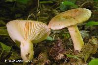 Lactarius affinis image