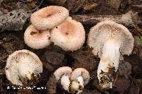 Lactarius torminosus image