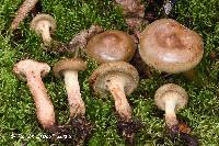 Paxillus involutus image
