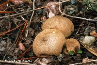Media resource of Lycoperdon lambinonii