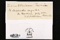 Fomes ellisianus image