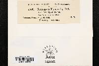 Cercospora kansensis image