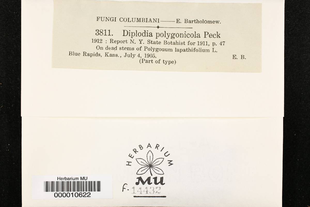 Diplodia polygonicola image