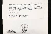 Haplotrichum curtisii image