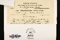 Haplotrichum curtisii image