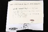 Coltricia perennis image