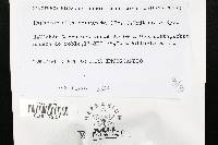 Media resource of Hyphodermella corrugata