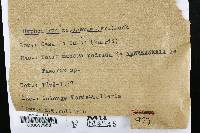 Hyphoderma setigerum image