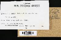 Media resource of Scleroderma albidum