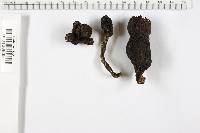 Xylaria polymorpha image