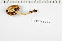 Amanita brunnescens image