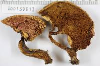 Boletochaete bicolor image