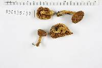 Boletus chrysenteron image