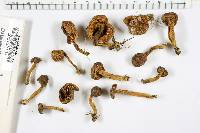 Boletus chrysenteron image