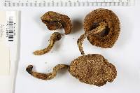 Boletus chrysenteron image