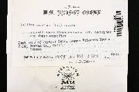 Suillus brevipes image