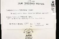 Gastroboletus amyloideus image