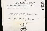 Gastroboletus subalpinus image