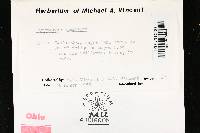 Lycoperdon gemmatum image