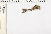 Helvella lacunosa image