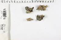 Media resource of Helvella silvicola